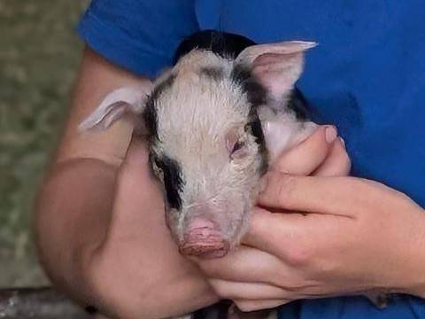 Natur wirklich erleben: Schaubauernhof Natterer Boden in Tirol