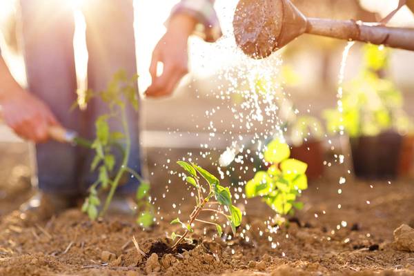 Aromas de la Toscana: un paraíso para los campistas aficionados a la jardinería y la cocina