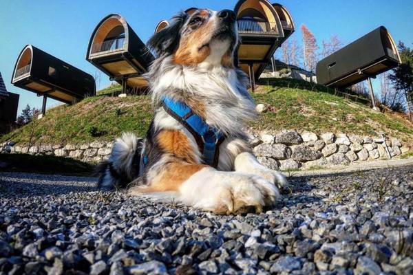 Perro en el camping Alpencamping Nenzing frente a los alojamientos modernos