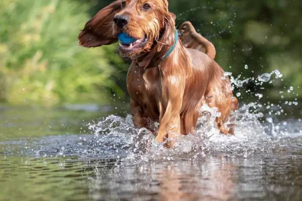 Caravanpark Sexten Urlaub mit Hund