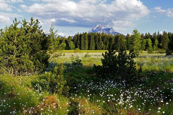 Camping Hopfensee met een bloemrijke weide en bergen op de achtergrond