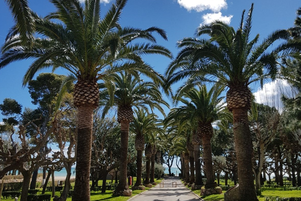 Playa Montroig palms