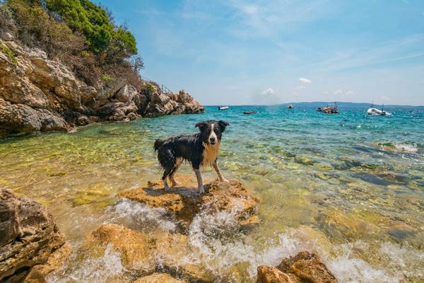 Camping Cikat Camping mit Hund