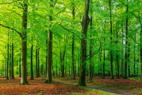 Camping De Wildhoeve bos met hoge bomen en gevallen bladeren