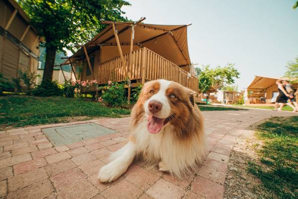 Un chien est allongé sur un chemin de brique devant une tente glamping au Camping Lago Idro Glamping Boutique.