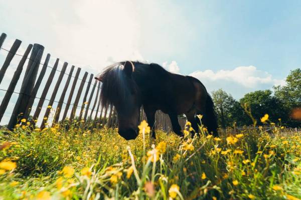 Pony che pascola sull'erba davanti a una recinzione di legno al Papillon Country Resort.