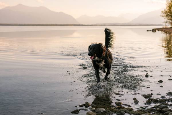 Perro corriendo en el agua en Strandcamping Waging am See con montañas al fondo