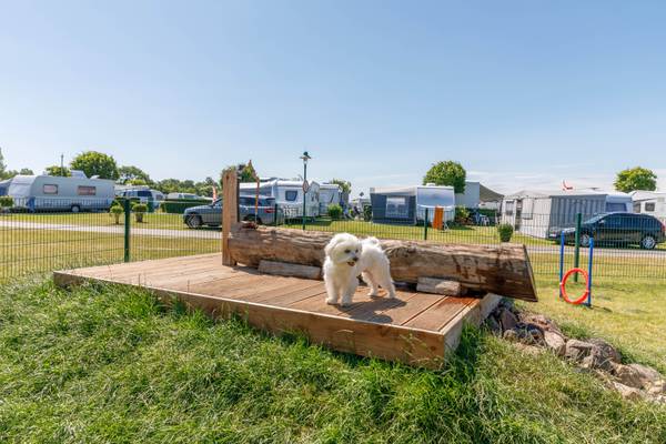 Perros jugando en una plataforma de madera con troncos en el camping Insel-Camp Fehmarn.