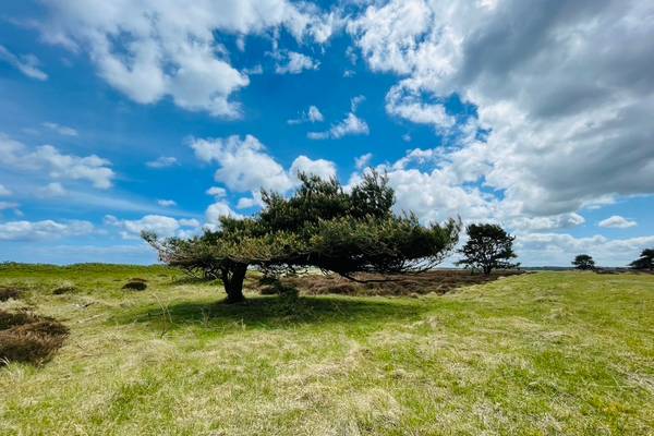 Paisaje en el Feddet Strand Resort con un árbol doblado bajo un cielo nublado.