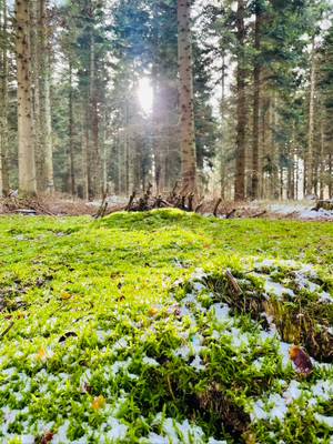 Bosque del camping Feddet Strand con musgo y nieve en invierno