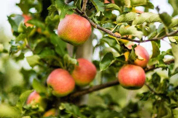 Wirthshof apples