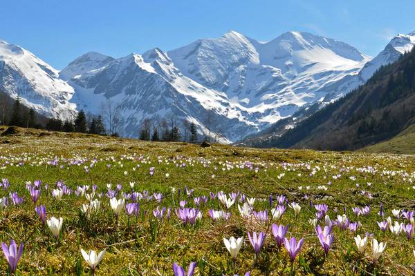 Campo di fiori con montagne innevate sullo sfondo