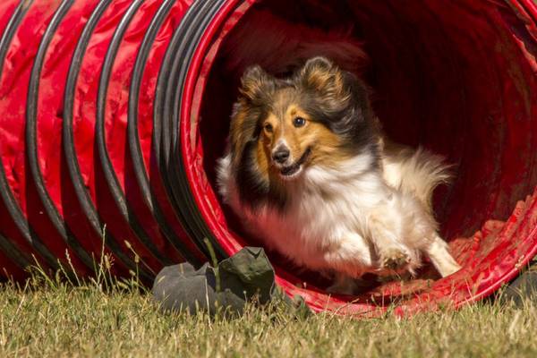 Collie-Hund navigiert durch einen roten Tunnel im Freizeitpark.