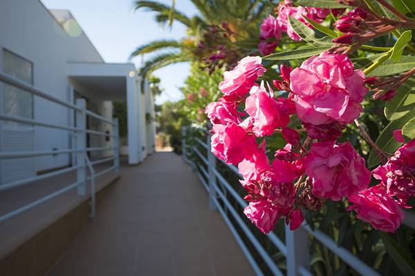 Flores rosas en una valla en Turiscampo Camping Club Algarve