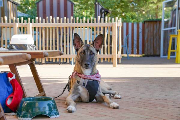 Un perro con arnés sentado frente a una mesa en el camping Union Lido Mare.