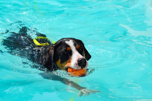 Perro nadando en la piscina con una pelota en la boca en el camping Union Lido Mare.