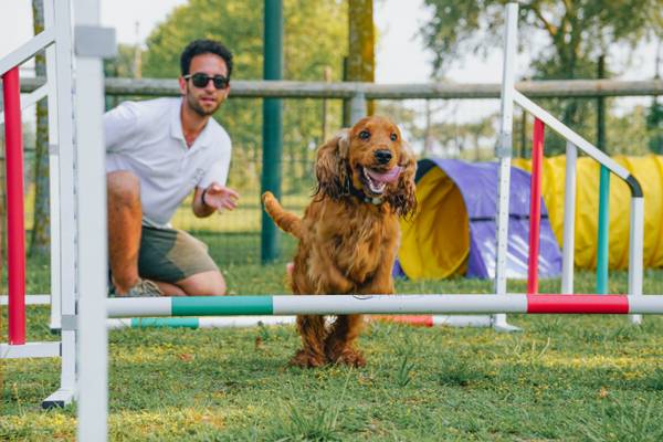 Un perro salta a través de un circuito de obstáculos al aire libre.