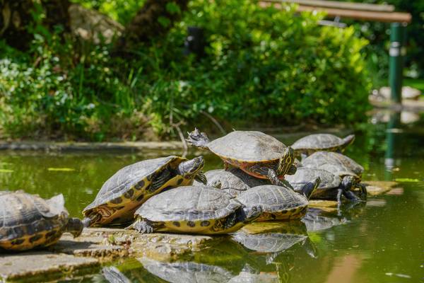 Tortugas en rocas junto al estanque del camping Union Lido Mare.