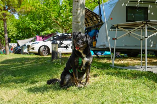 Perro con arnés verde sentado en el césped frente a una autocaravana en un camping.