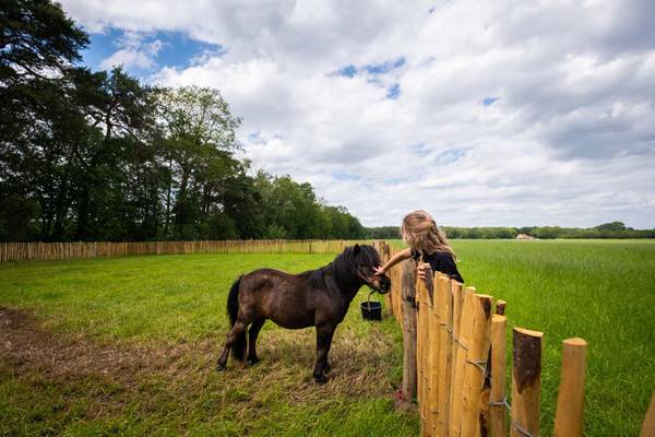 Bambino che accarezza un piccolo cavallo nel museo all'aperto