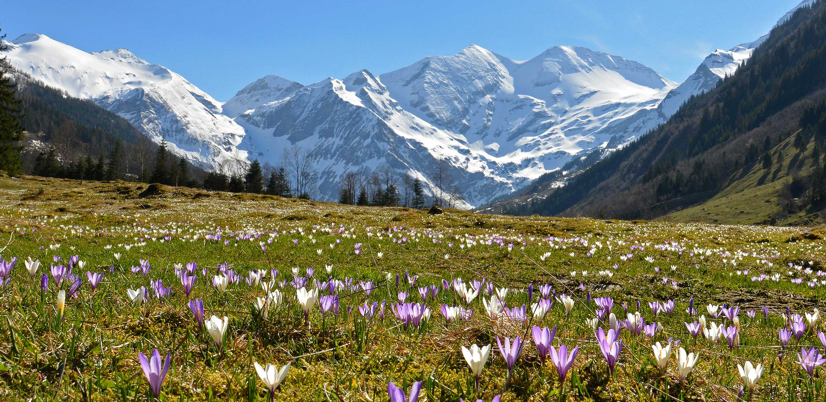 Blumenwiese mit Schneebergen im Hintergrund